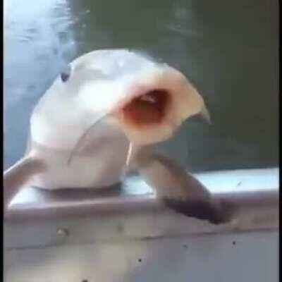 🐟