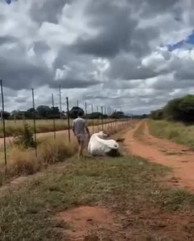 I wanted to scare the cow