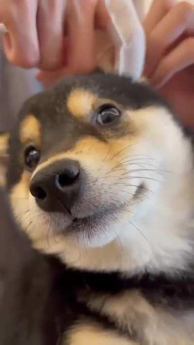 That dog is so serene it makes me so happy