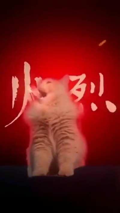 Everything everyone when the fire cats attacked