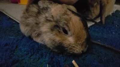 Cutest Bunny Noises 😍