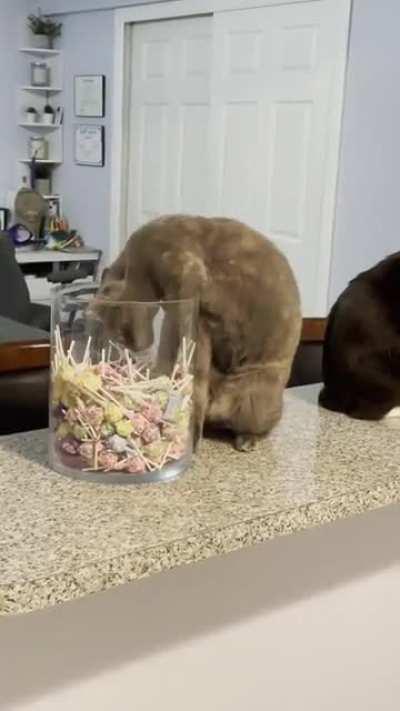 I spent weeks wondering why I was finding lollipops everywhere. Then I caught this thief.