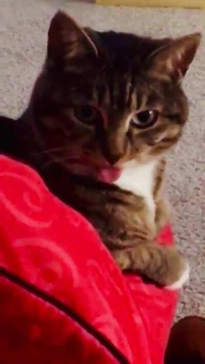 Ruby always has a Blep