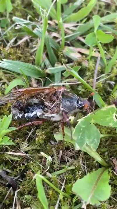 How is this bug even still alive?