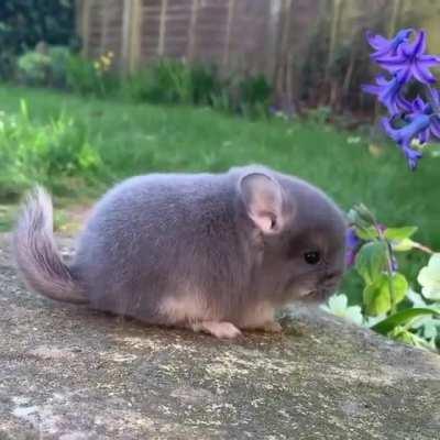 its rap name is lil floof