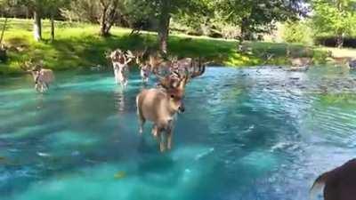 This is deer heaven where all the best deer go