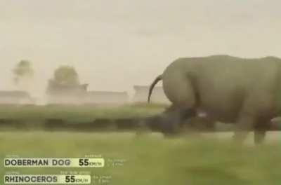 Are animals racing hard? 