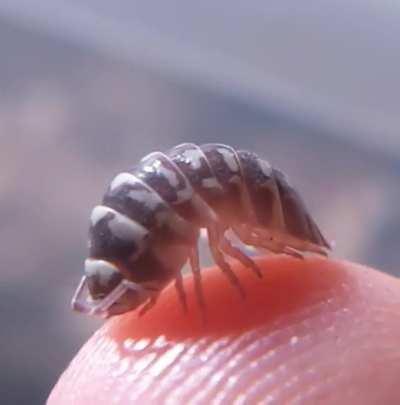 Eaten alive by an isopod