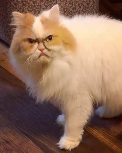 This cat semi-human face