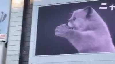 3D billboard cats are now appearing all around Japan