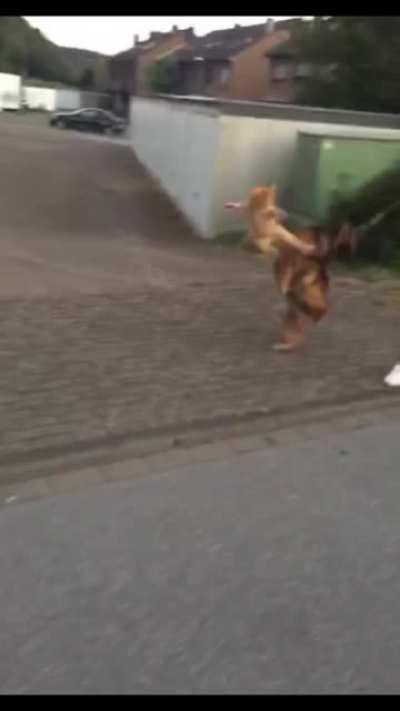 Bruce Meow 💪😼🤙