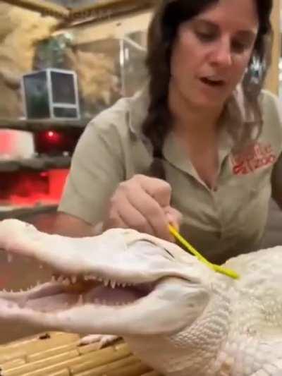 The happiest albino alligator