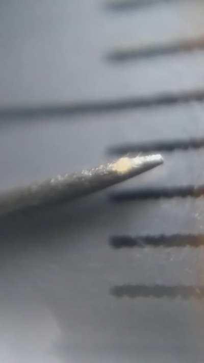 What cute bug is this? I found it inside a Nintendo64, i used this pin to place it next to this ruler with millimeters and record with a cheap microscope that i made using an old laser lens. Region close to the Atlantic Forest in Brazil.