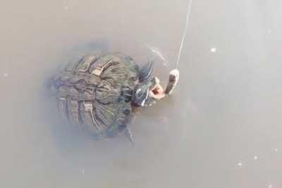 There’s always a bigger fish