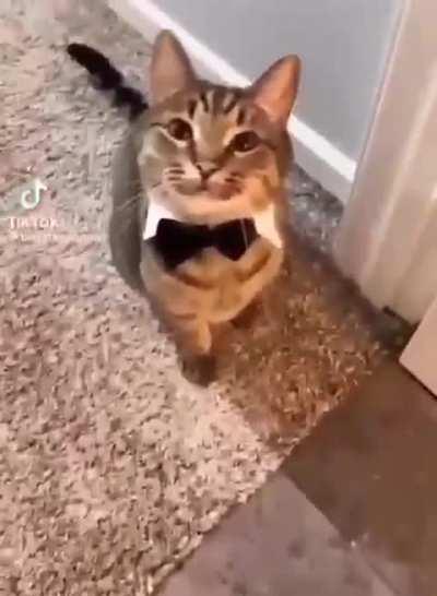 Well dressed cat 
