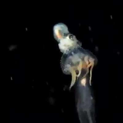 An octopus rides a jellyfish and controls it like a vehicle and uses its arms as a shield