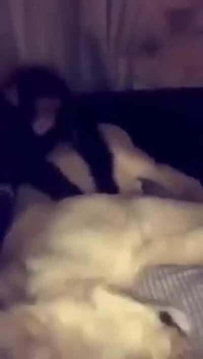 Monkey messing with lion