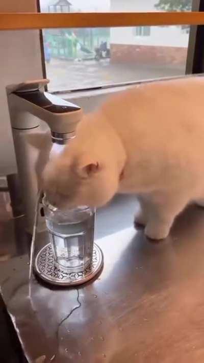 Waterproof Cat 😂😂