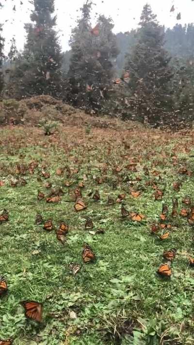🔥 A vast migration of Monarch butterflies, Mexico