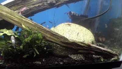 One of my golden rabbit snails was exploring the new sponge filter.