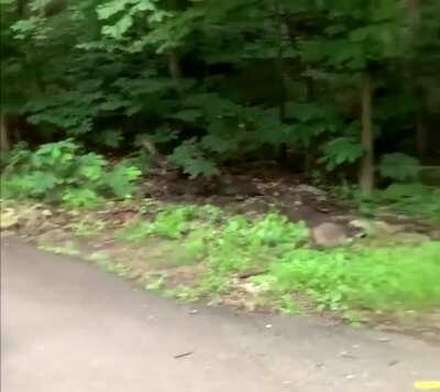 WCGW trying to pet a raccoon
