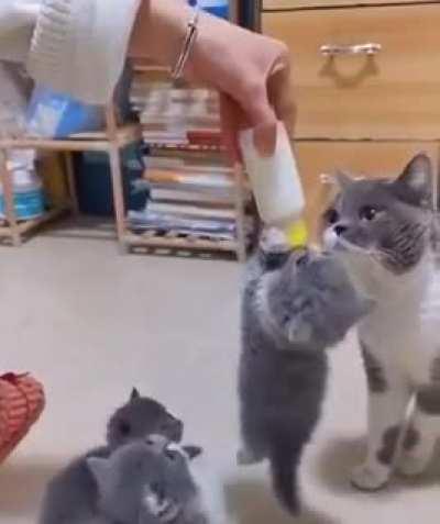 Kitten needs all the nutrients. She's a growing baby.