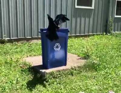 If you're going to do enrichment exercises they may as well be green.