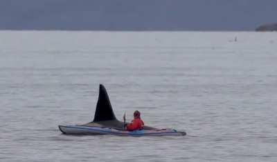 Huge male orca showing a kayaker who's in charge, Skjervøy, northern Norway