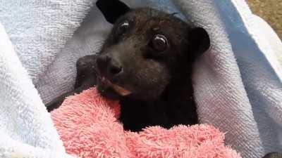 A an absolute unit of a bat