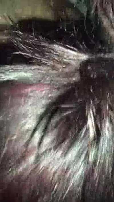 Cheating white thot sucks BBC while texting her BF!