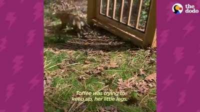 Two Orphaned Baby Foxes Go Nuts When They Meet For The First Time