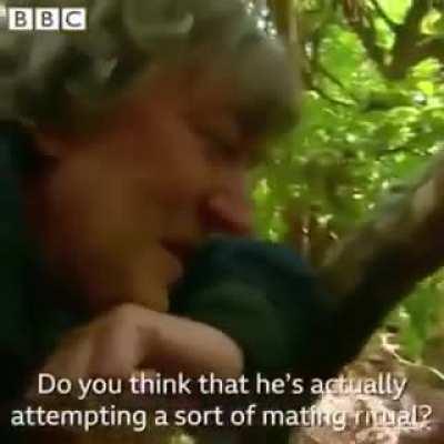 Watch a Wildlife Photographer Die Inside