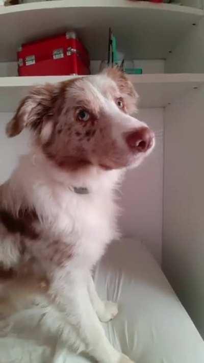 my girl when she hears the word 