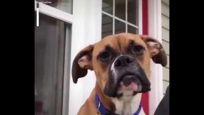 The way this dog yawns.