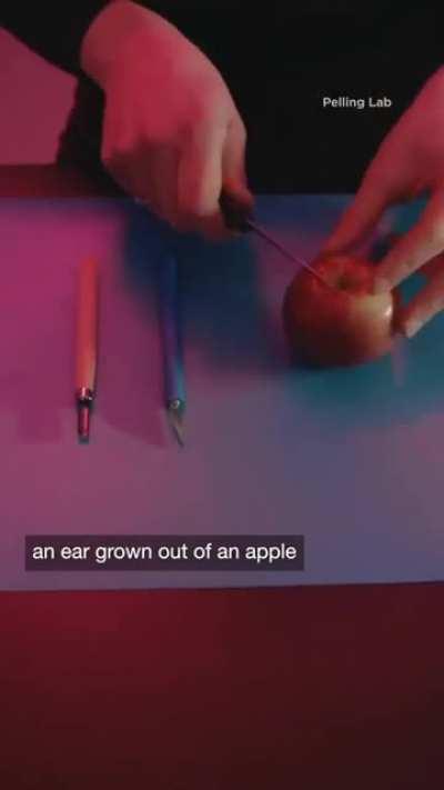 Biophysicist Andrew Pelling uses Fruits and vegetables to repair human tissues.