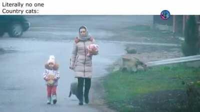 Damn that cat is protective of it's human