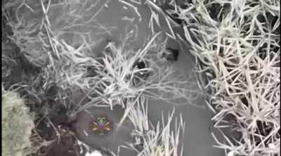 Russian soldier in a creek gets hit with a drone dropped munition