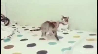 What...what just happened? (x-post from r/BetterEveryLoop)