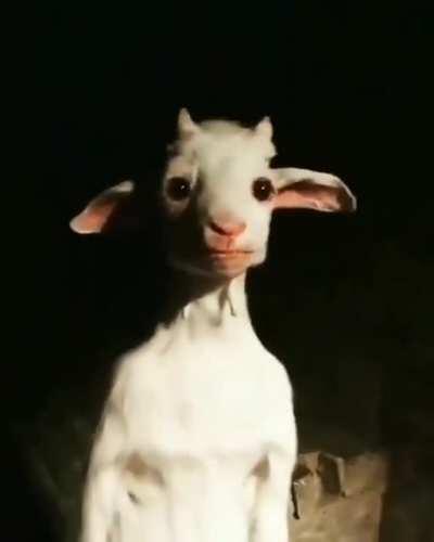 Cursed_goat