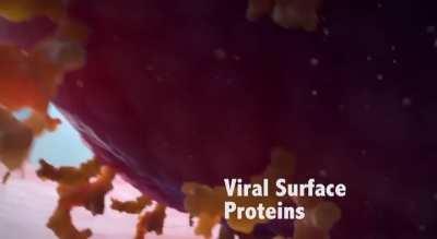 How a Virus attacks a human cell