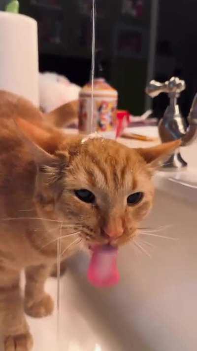 One Orange Braincell Drinking Water