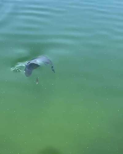 Fish Fails To Evade A Large Mouth Bass GIF