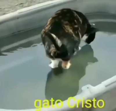 Gato Cristo has come
