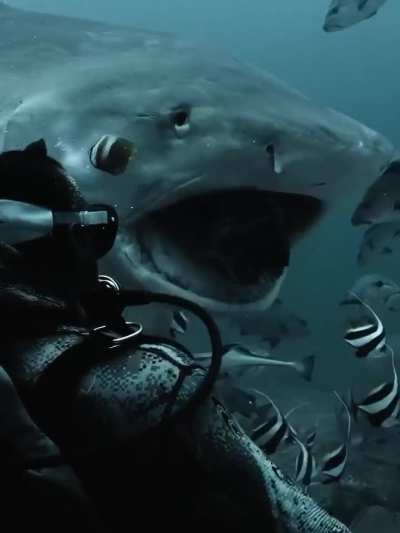 How many bananas do you think would fit in that mouth?