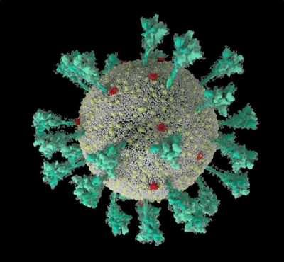 A computer simulation of the structure of the coronavirus SARS-CoV-2