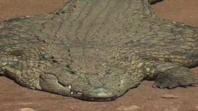 Oompa its flat fuck friday!