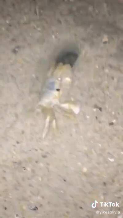 Perfectly cut scream!