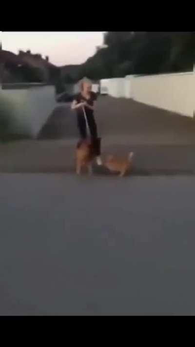 These cats from hidden leaf village.