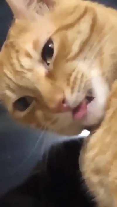 We gave him a new collar and he just ??????????