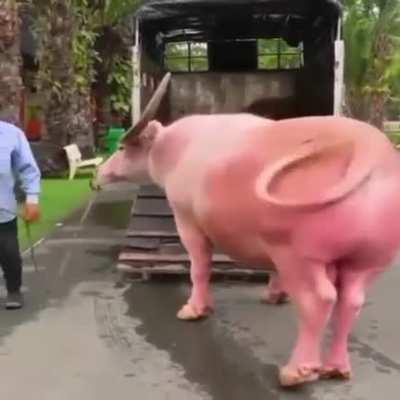 Absolute unit of a moo bull